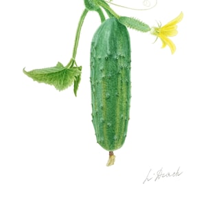Watercolor Cucumber Original Watercolor Painting Botanical Art Realistic Wall Art Hand Painted Picture