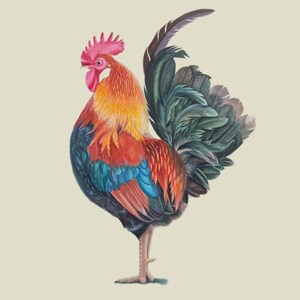 watercolor rooster Original watercolor painting Botanical art Realistic wall painting Hand painted painting