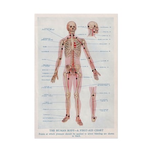 May include: Anatomy chart of the human body, showing a skeleton and vascular system in red. The chart includes labeled anatomical parts and black dots indicating pressure points for first aid. The text at the bottom reads "THE HUMAN BODY - A FIRST-AID CHART."