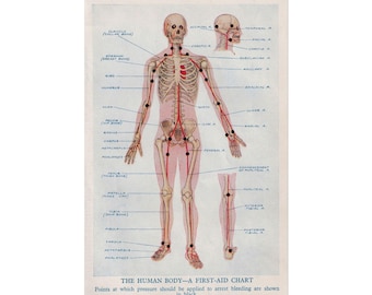Medical Illustration Rolled Posters - Pressure Points Body Bleeding, Vintage Anatomy Wall Art, Doctor Nurse Gift, Clinic Office Decor,
