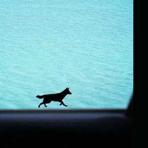 May include: A black silhouette of a dog running across the bottom of the frame, set against a backdrop of turquoise water and a light blue sky. The dog is in motion, suggesting speed and energy.