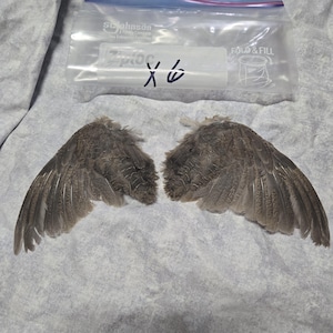 1 set Dried Quail Wings x6