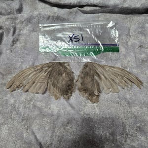 1 set Dried Quail Wings x51