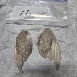 1 set Dried Quail Wings ee