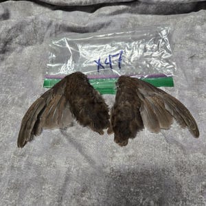 1 set Dried Quail Wings x47