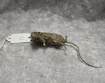 Mummified Rabbit Mummified Rabbit Specimen - Etsy