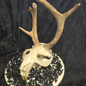 European Jackalope