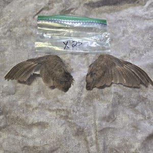 1 set Dried Quail Wings x25