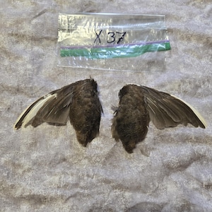 1 set Dried Quail Wings x37