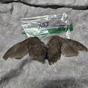 1 set Dried Quail Wings x53