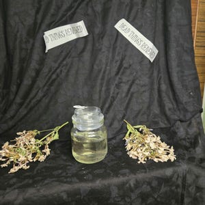 Toad Wet specimen jar included w34
