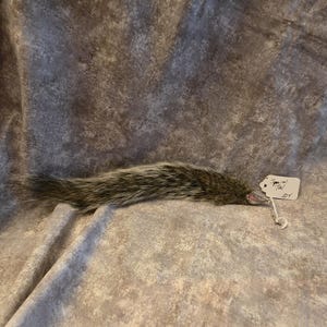 May include: A squirrel tail with a silver-toned metal cap at the base. A small white tag is attached to the metal cap, featuring the handwritten text "Squirrel Tail" and the number "224". The fur is a mix of grey, brown, and black tones.