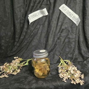 Quail chicks Wet specimen jar included w57