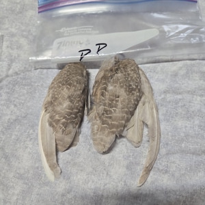 1 set Dried Quail Wings dd