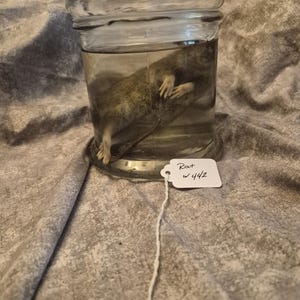 Muestra húmeda de rata fijada con formalina w442