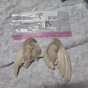 1 set Dried Quail Wings p