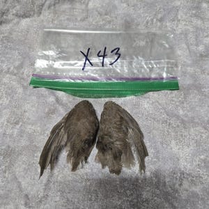 1 set Dried Quail Wings x43