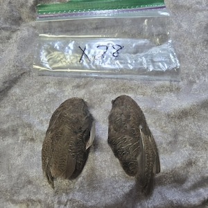 1 set Dried Quail Wings x28