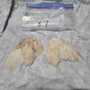 1 set Dried Quail Wings x7