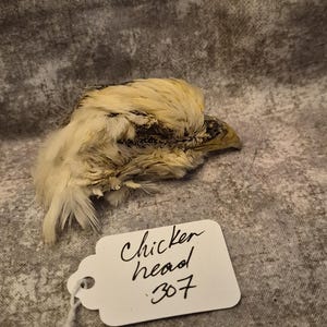 May include: A preserved chicken head with white and light brown feathers and a pointed beak. A white rectangular tag is attached with a string, featuring the handwritten black ink text: Chicken head 307. The specimen is shown in profile view.