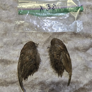 1 set Dried Quail Wings x38