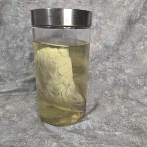 Cow Heart Wet specimen jar w279