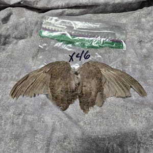 1 set Dried Quail Wings x46