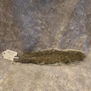 May include: A brown and gray squirrel tail with a silver-colored metal coil cap at one end. A white paper tag is attached to the metal cap, featuring the handwritten text "Squirrel Tail" and the number "230" written in black ink.