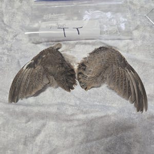1 set Dried Quail Wings TT