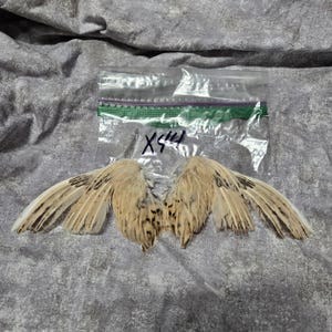 1 set Dried Quail Wings x44