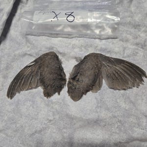 1 set Dried Quail Wings x8