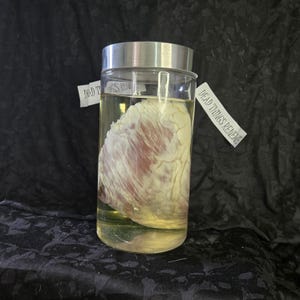 Cow Heart Wet specimen jar w98