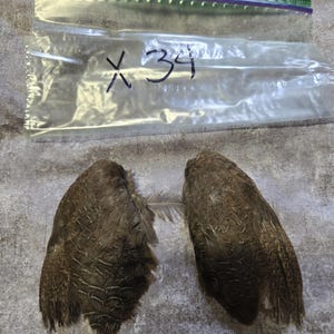 1 set Dried Quail Wings x34
