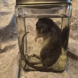 Puede incluir: Un frasco de vidrio rectangular transparente con tapa metálica que contiene un roedor gris oscuro conservado en líquido. El espécimen está colocado verticalmente con su larga cola curvada a lo largo del fondo y el lado del recipiente.