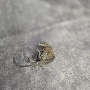 May include: A small, deceased mouse lies on a gray, textured surface. The mouse is primarily brown and gray, with a long, thin tail. The image is a close-up, highlighting the texture of the mouse's fur and the surface.