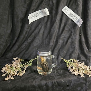 Quail small  Wet specimen jar included w73