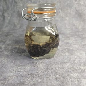 Young quail Wet specimen jar included w65