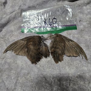 1 set Dried Quail Wings x60
