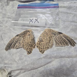 1 set Dried Quail Wings xx