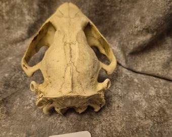 Beaver Skull craft grade 324