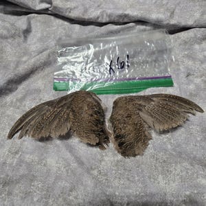 1 set Dried Quail Wings x61