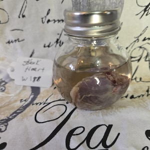 Wet Specimen Skunk Heart w188