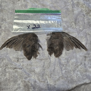1 set Dried Quail Wings x22
