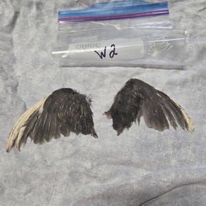 1 set Dried Quail Wings w2