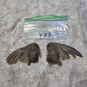 1 set Dried Quail Wings x23