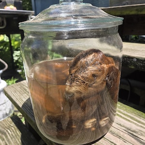 May include: A clear glass jar with a lid containing a preserved brown goat kid specimen submerged in liquid. The jar is cylindrical with a wide mouth and a glass stopper lid, showcasing the animal's head and hooves visible through the glass.