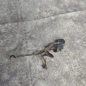 May include: A small, dark-colored, dried frog with a textured body and extended limbs. The frog is positioned on a gray, textured fabric, showcasing its natural form and details.