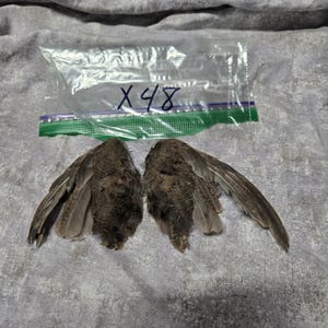 1 set Dried Quail Wings x48