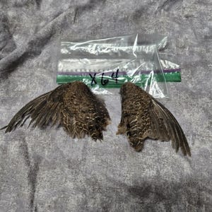 1 set Dried Quail Wings x64