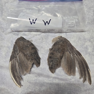 1 set Dried Quail Wings ww